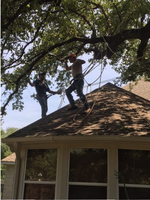 Removing Limbs From Roof