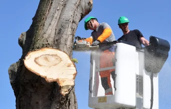 tree removal example image