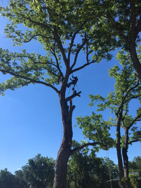 Tall Tree Removal