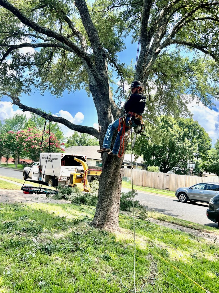 Tree Service Done Right